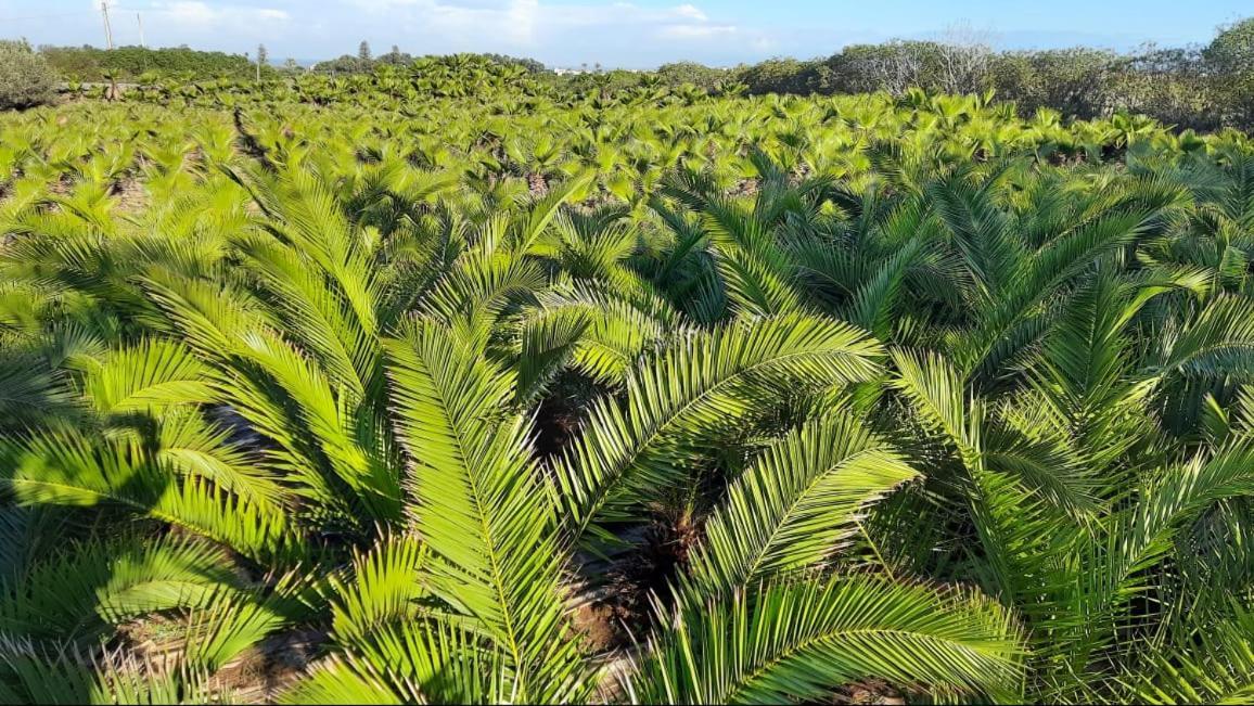 Palmeraie Skhirat 2 المظهر الخارجي الصورة